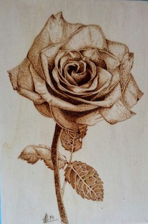 Una rosa